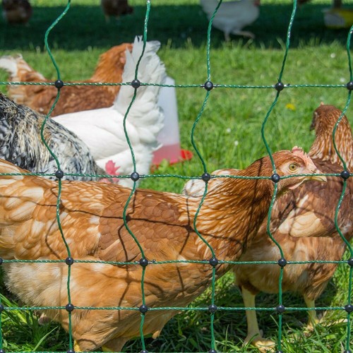 Electric poultry netting 50m - poultry,