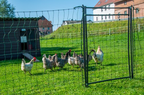 Hotline rigid poultry - hotline, hot
